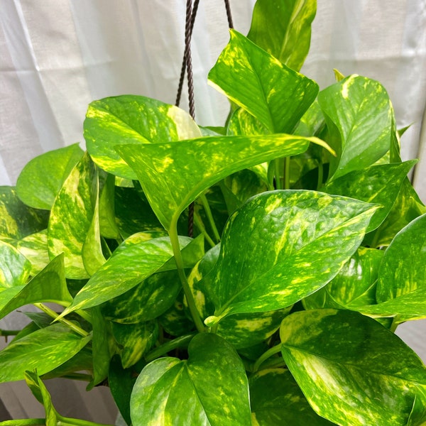 Pothos, Pothos doré. Vigne panachée. En direct, purificateur d'air, Marble Queen. Usine de maison et de bureau.