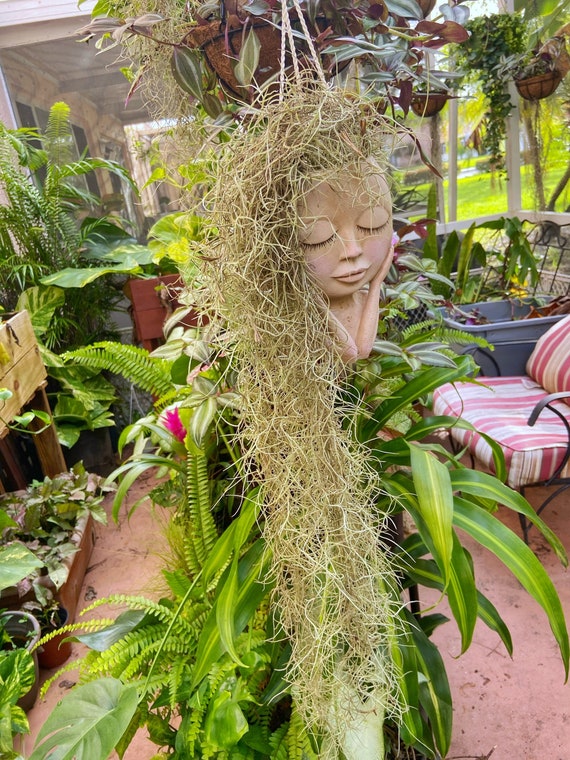 Spanish Moss Air Plant Bunch. Fresh Live With Face Flower Pot