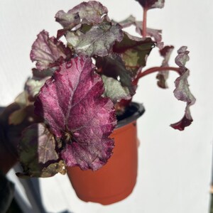 May include: A potted plant with dark purple and silver leaves. The plant is in a brown plastic pot.