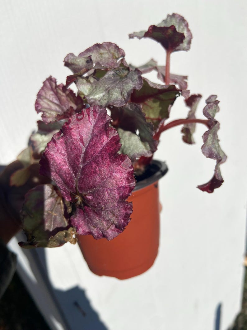 May include: A potted plant with dark purple and silver leaves. The plant is in a brown plastic pot.