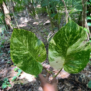 Giant jumbo pothos cuttings