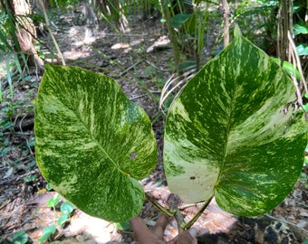 Riesen-Jumbo-Pothos-Zuschnitt