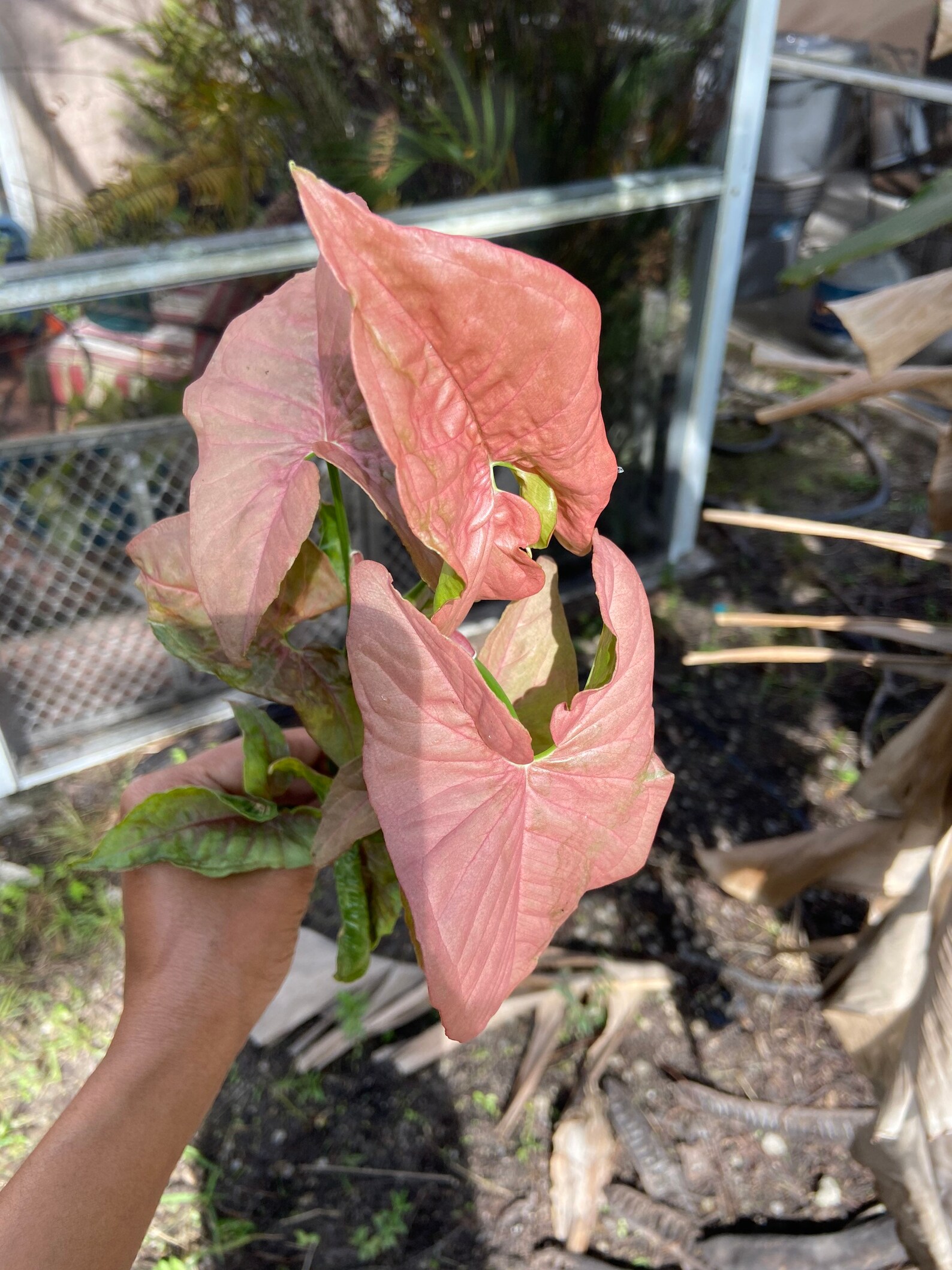 Pink Syngonium. 4 Nodes Cutting. Pink Arrow Heads - Etsy