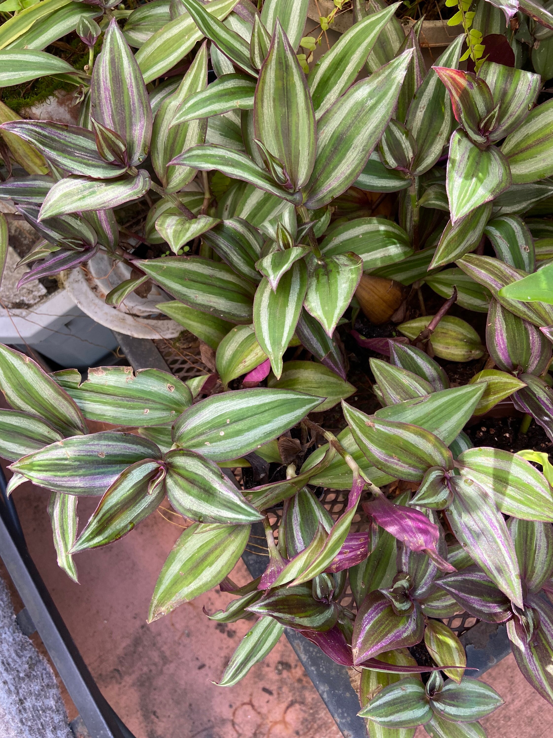 Purple silver Inch Plant Leaf Tradescantia Wondering Jew Etsy
