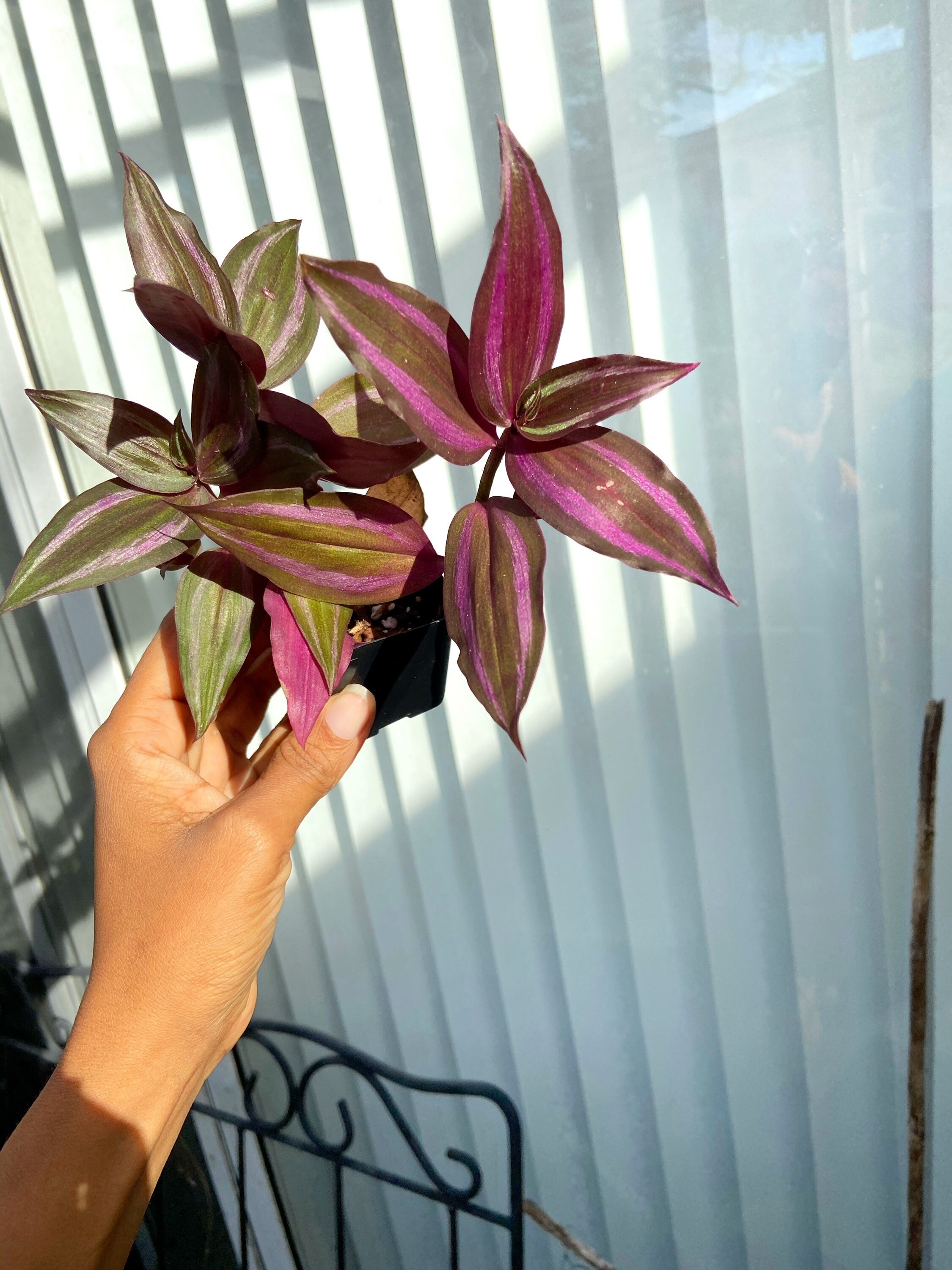 Purple & Silver Tradescantia Zebrina Fast Growing, Trailing Plant. Wish ...