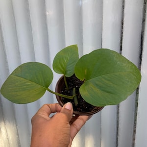 Op de afbeelding: Een kleine plant in een pot met groene hartvormige bladeren. De plant staat in een bruine plastic pot en wordt vastgehouden door een hand.