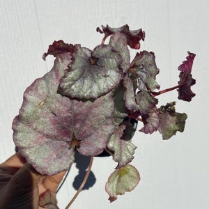 May include: A close-up of a houseplant with silver and pink leaves. The leaves are large and have a textured surface.
