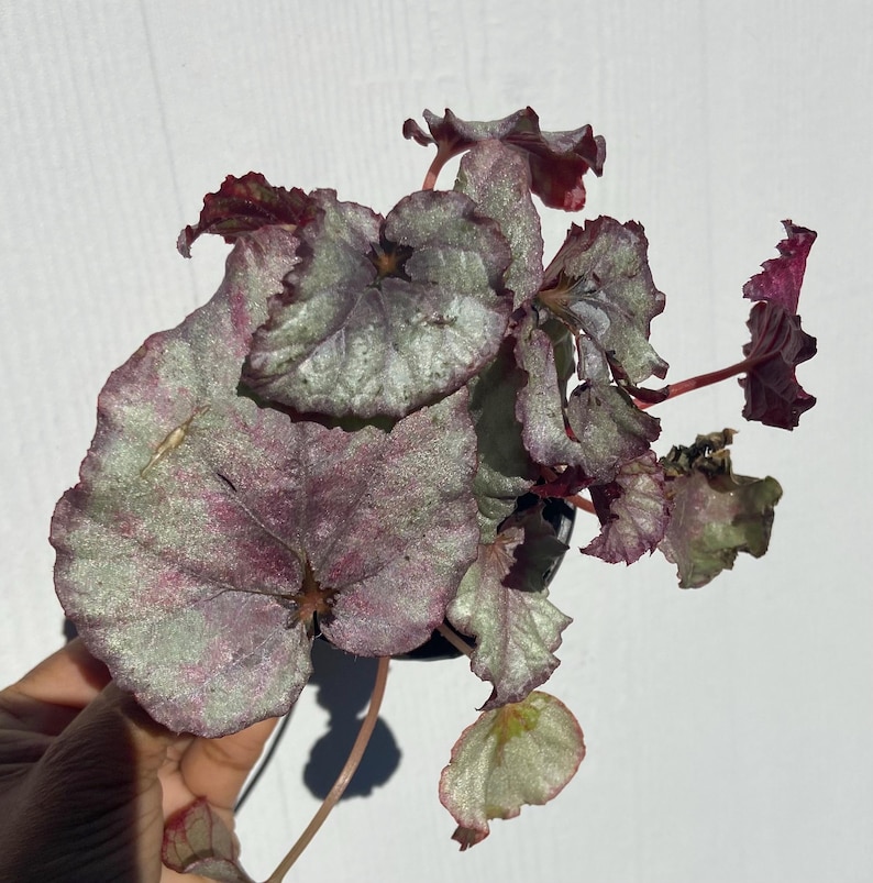 May include: A close-up of a houseplant with silver and pink leaves. The leaves are large and have a textured surface.