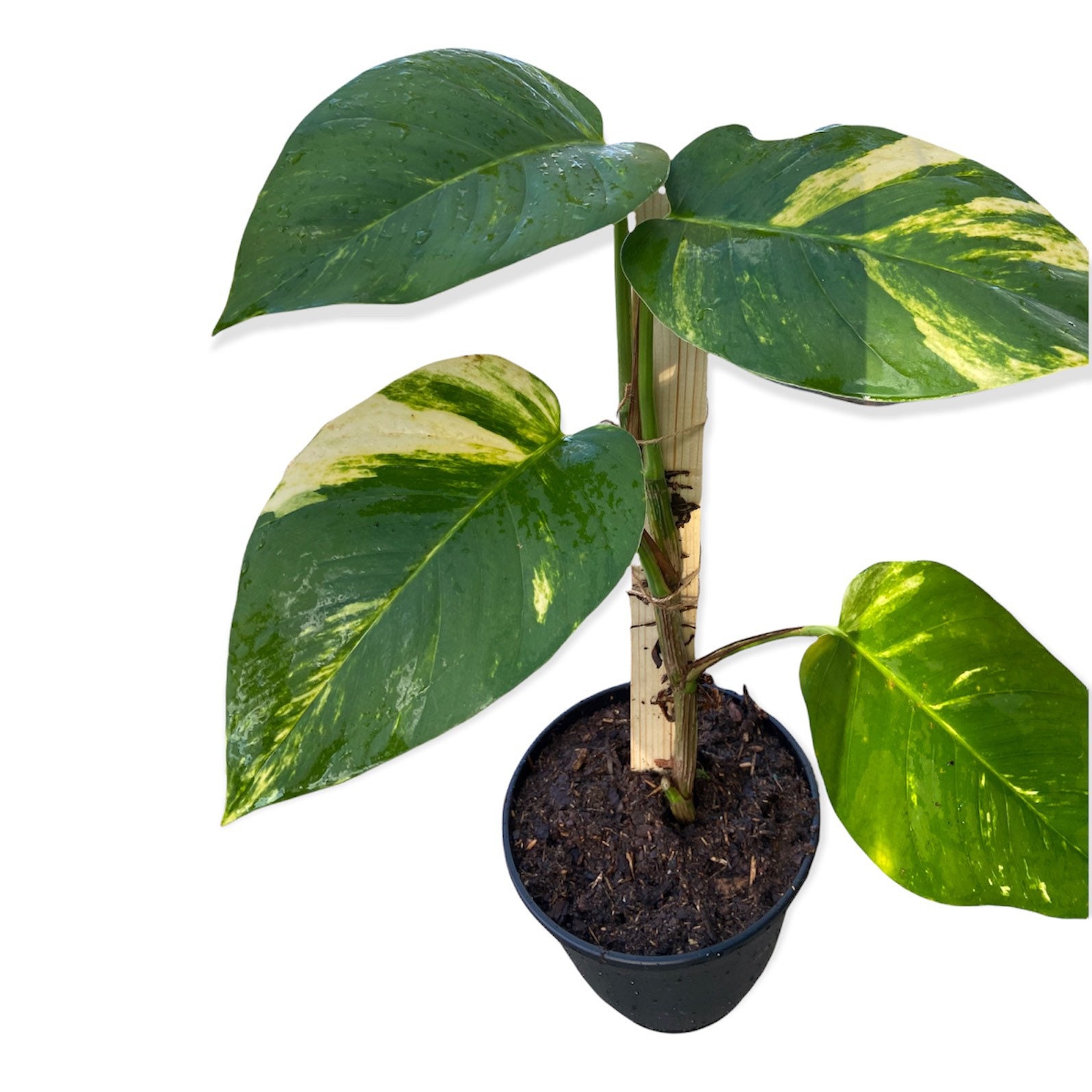 is calathea a prayer plant Calathea RattleSnake Prayer Plants main image 1