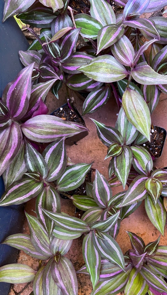 Lila & Silber Tradescantia Zebrina Schnellwachsende, hngende Pflanze.  WUNSCHLISTE Wandering Jew '' Full Purple Variegated Live Plant - Etsy  Schweiz