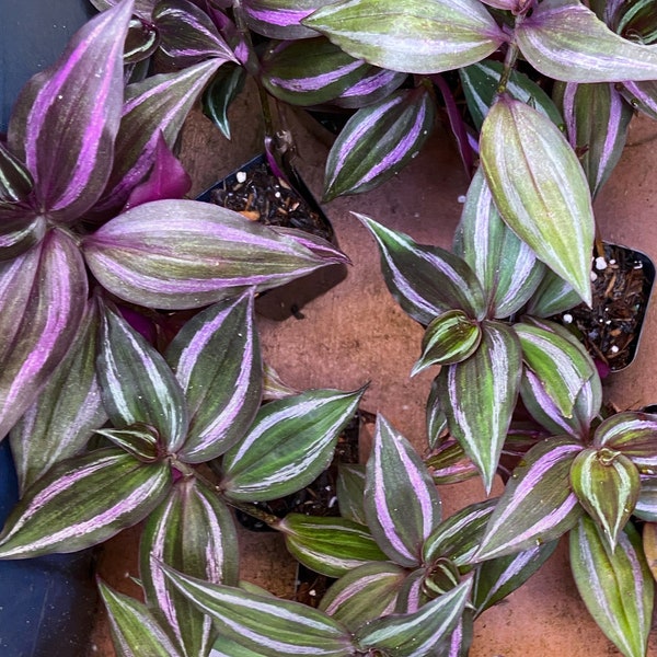 Purple & Silver Tradescantia Zebrina Fast Growing, Trailing Plant. Wish List Wandering “Jew ‘’ Full Purple Variegated Live Plant