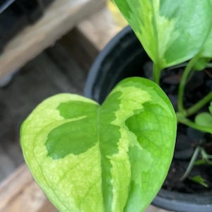 where to buy pothos Buy Golden Pothos Online - Epipremnum aureum 'Golden' main image 0