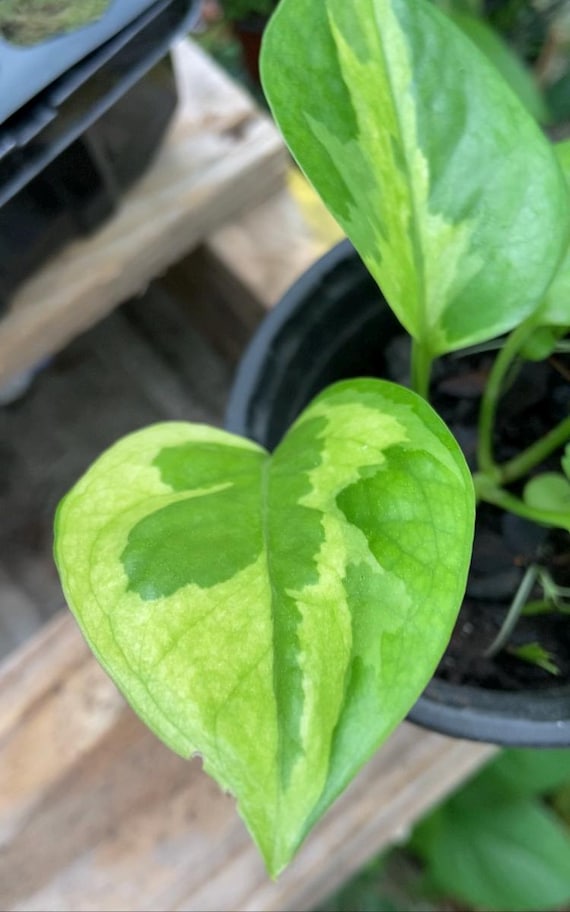 Lemon Meringue Pothos - Etsy Norway