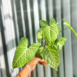 Syngonium ‘White Butterfly Arrowhead plant - Nephthytis