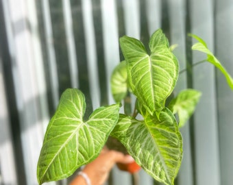 May include: A close-up of a green and white variegated plant with heart-shaped leaves. The plant is being held by a hand.