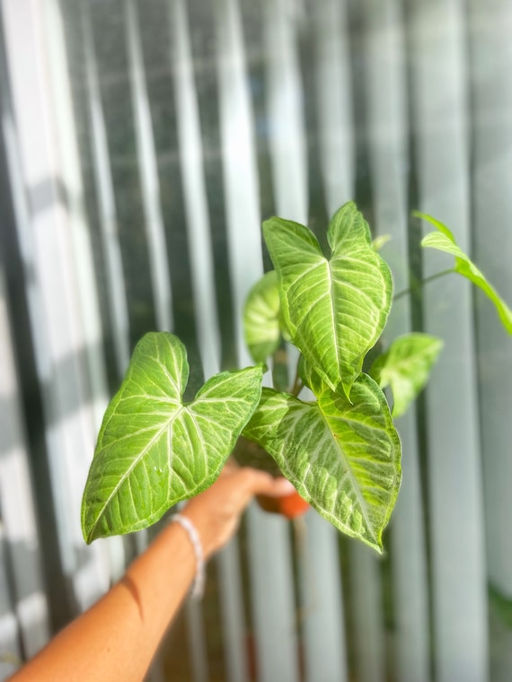 Syngonium white Butterfly Arrowhead Plant Nephthytis Etsy