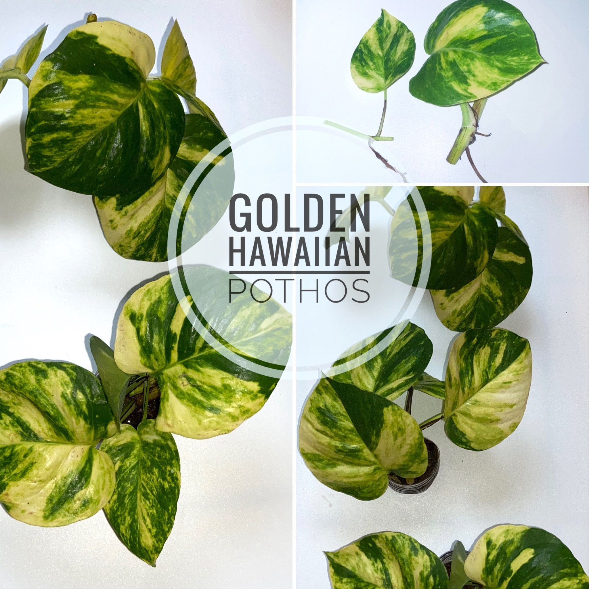 Hawaiian Pothos Vs Golden Pothos