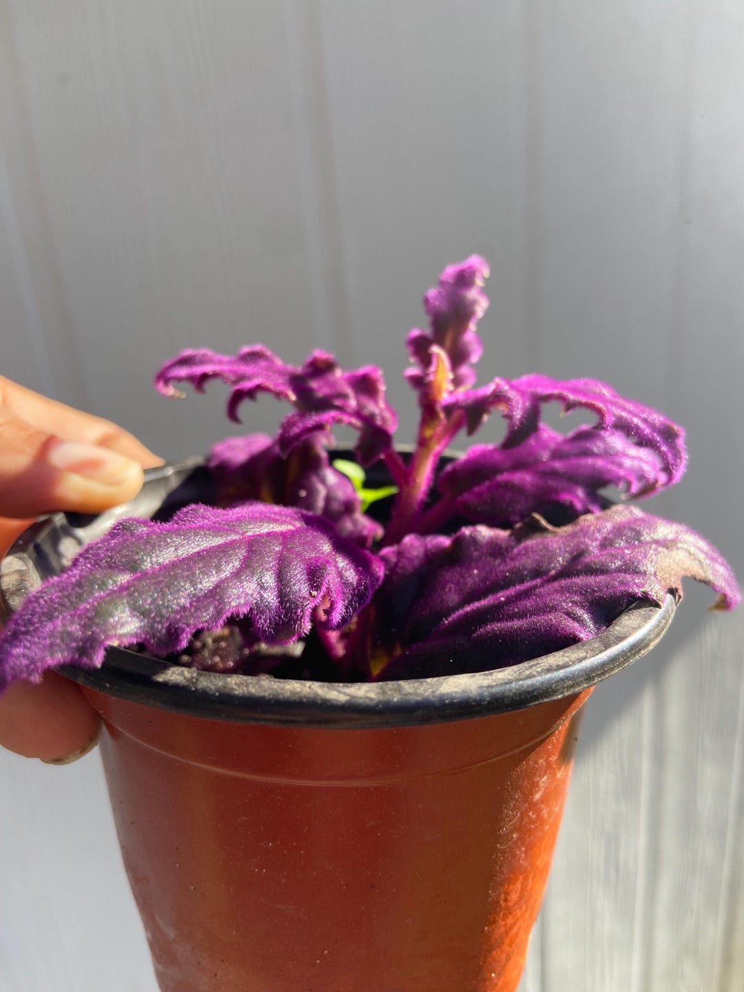 Purple Passion Plant: Velvet Plant, Gynura Aurantiaca- Rare - Etsy