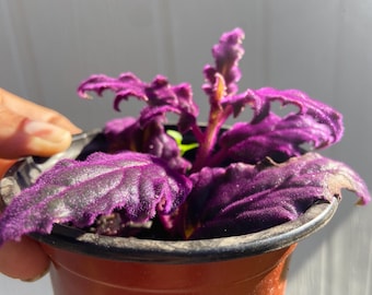 Purple Passion Plant:  Velvet plant, Gynura aurantiaca- rare