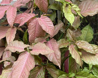 May include: A close-up of a plant with large, pink and green leaves. The leaves have a glossy finish and are covered in water droplets.