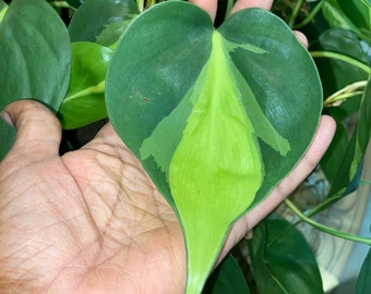 Philodendron Brazil Cutting. Sweetheart, Scandens, unrooted Pothos , philodendron house plant