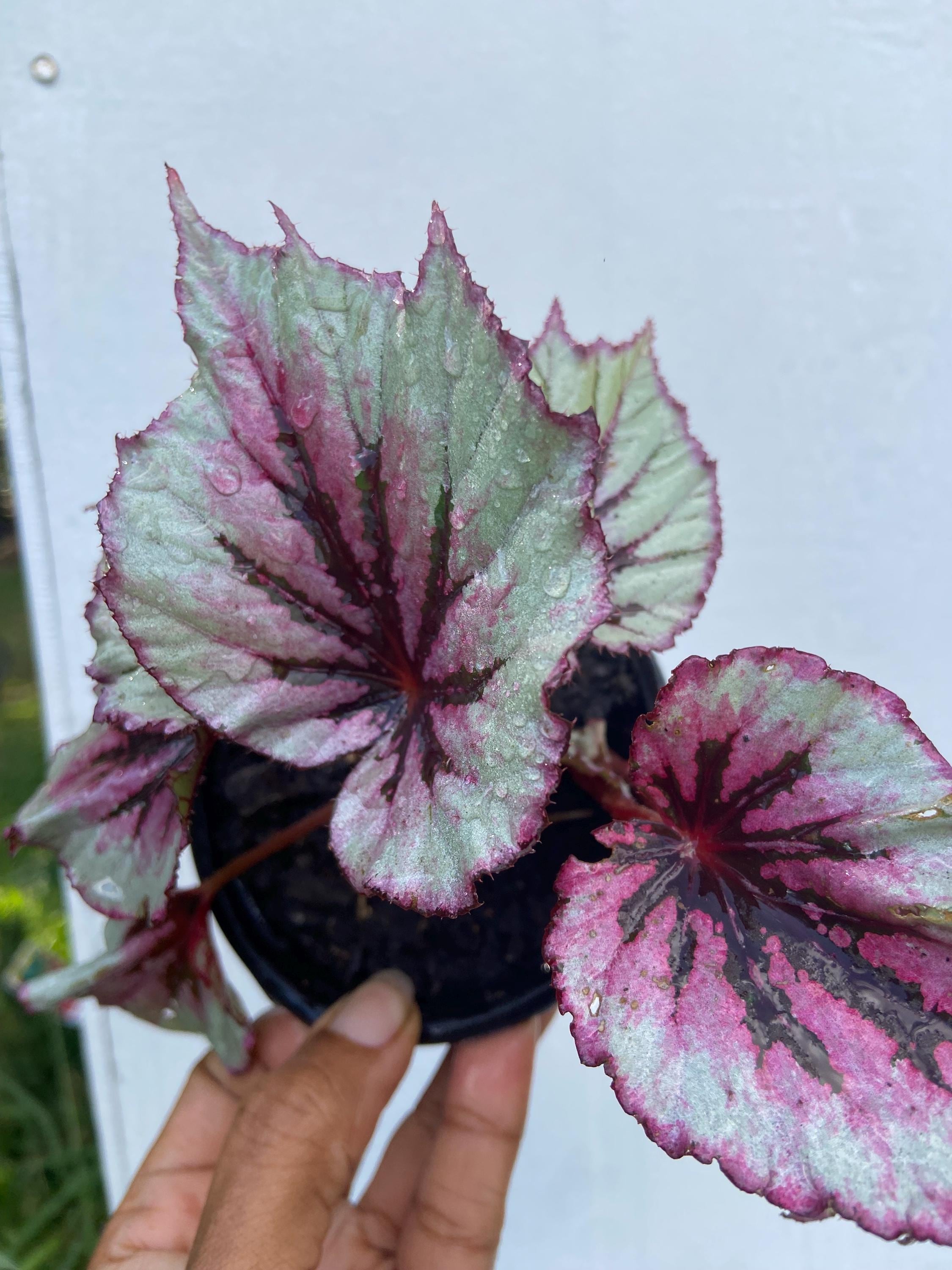 Begonias Rex Bold & Beautiful Foliage Plant - Etsy