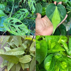 May include: A collage of four different types of houseplants, including a Monstera Deliciosa, a Pothos, a Philodendron, and a Swiss Cheese Plant. The plants are all green and have different leaf shapes and textures.