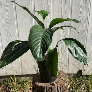 Peace lily Spathiphyllum cochlearispathum