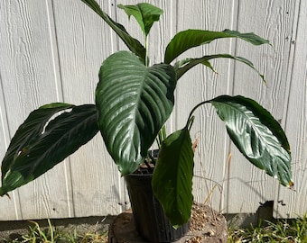 XL -spathiphyllum Sensation Largest Peace Lily - Live Indoor Air Purifying  Plant-6 Inch Pot-size Varies on Availability - Etsy