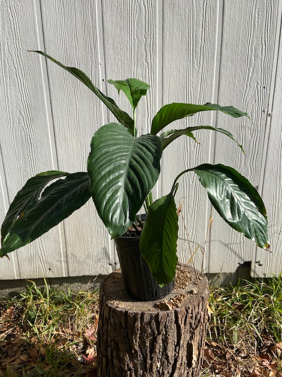 Peace Lily Spathiphyllum Cochlearispathum - Etsy