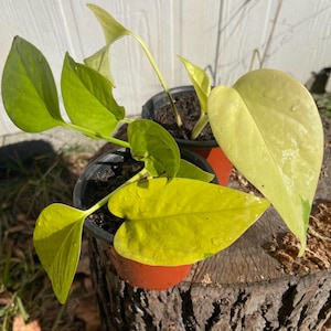 Planta Neon Pothos – Planta de casa vibrante e viva para espaços internos