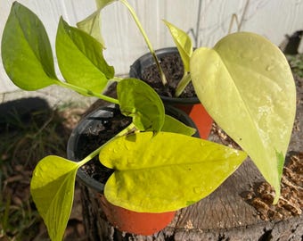 Neon Pothos Plant – Vibrant Live Houseplant for Indoor Spaces