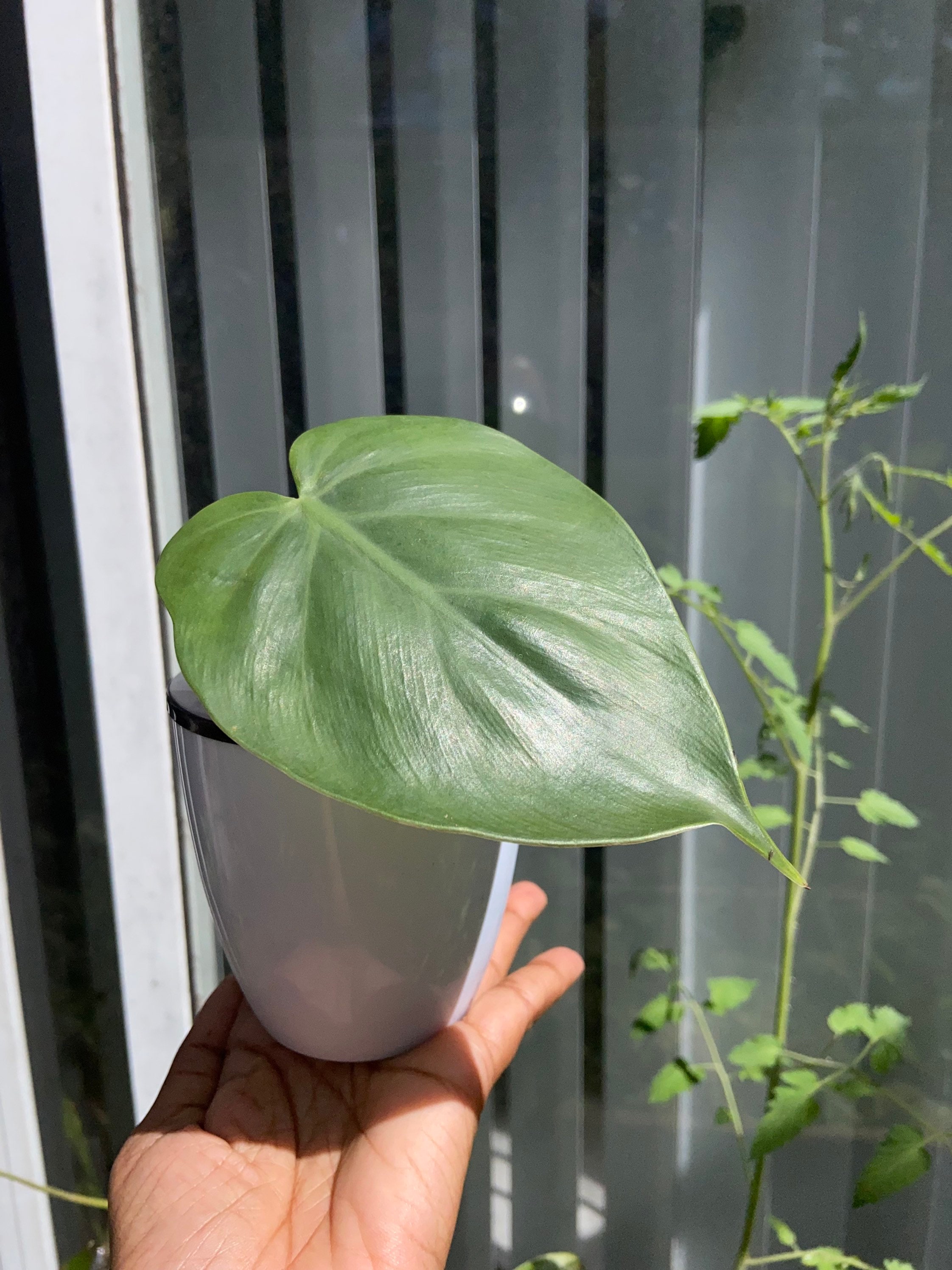philodendron frosty Pink Princess Philodendron | Rare Plants