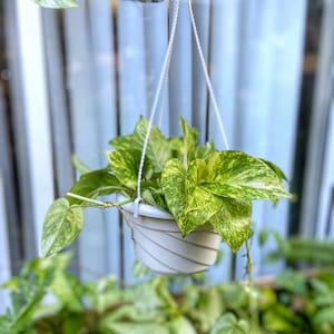 Può includere: Una pianta verde e gialla variegata in un vaso bianco sospeso. La pianta è appesa a una corda bianca e si trova davanti a una finestra con persiane bianche.