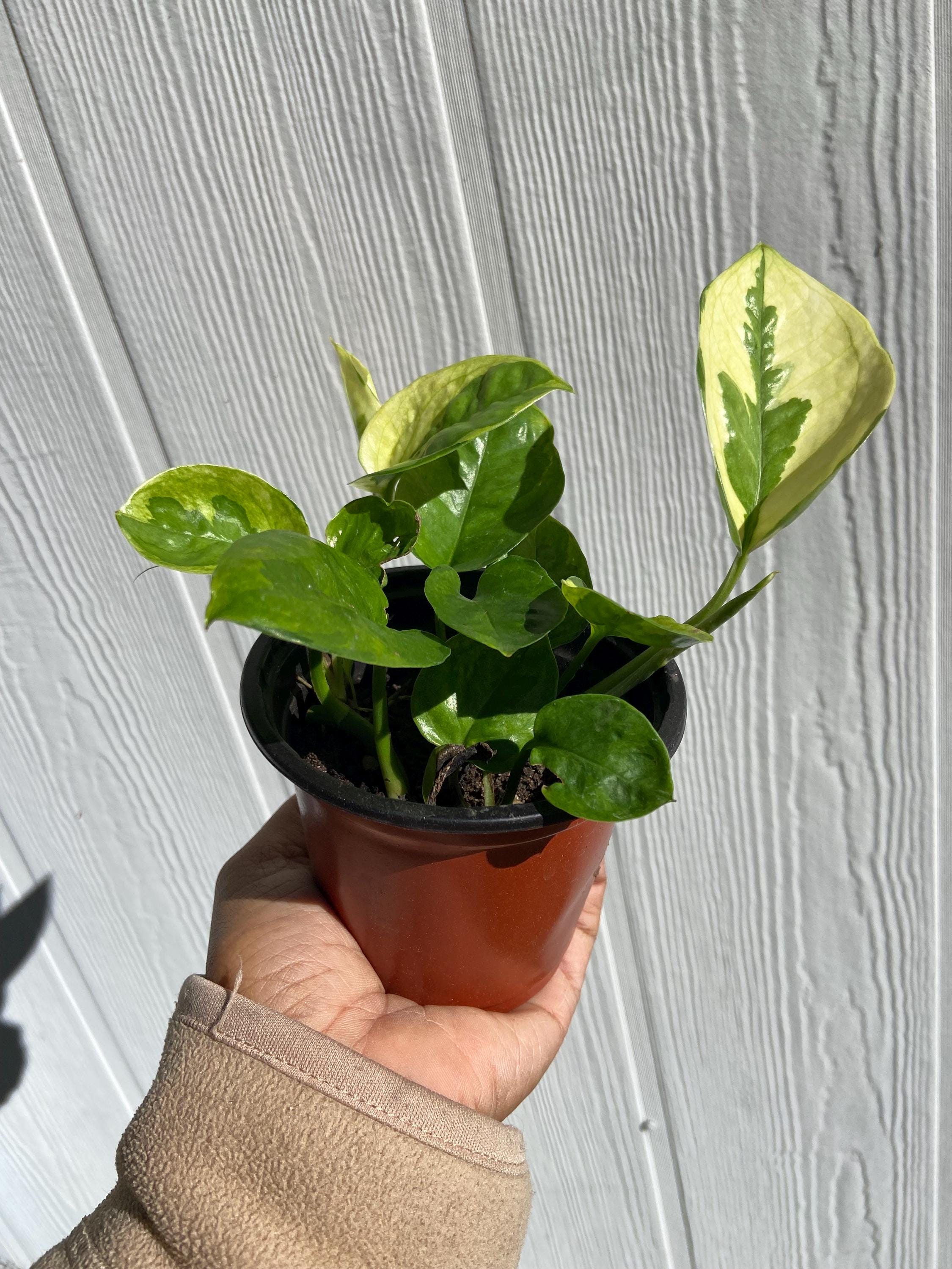 black zz plant near me Rare Black Raven ZZ Plant - Zamioculcas zamiifolia - 6" Pot