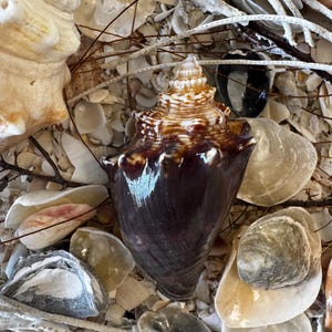 May include: A collection of seashells and shell fragments. A large, dark brown and tan conch shell is the focal point, surrounded by various other shells in shades of white, tan, and gray. Some dried twigs are scattered throughout the arrangement.
