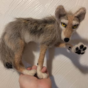 Può includere: Scultura di coyote in feltro fatta a mano con un aspetto realistico. Il coyote ha un mantello grigio e marrone, occhi gialli e un naso nero. La scultura è in posa con una zampa alzata, conferendole un aspetto dinamico.