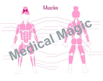 Human Muscular System Labeling Worksheet | For Nursing and Anatomy Students | Printable Download