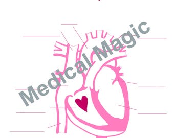 Human Heart Labeling Worksheet | For Nursing and Anatomy Students | Printable Download