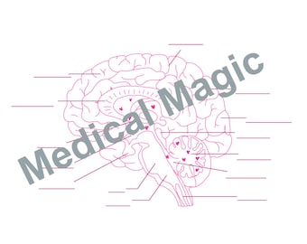 Human Brain Labeling Worksheet | For Nursing and Anatomy Students | Printable Download