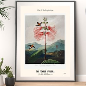 Art plant Poster of John Robert thornton from the temple of Flora (1807) Vintage botanical, plants, wall art, painting. Limited edition