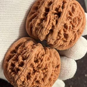 Puede incluir: Dos nueces marrones con superficies texturizadas se sostienen en un guante blanco. Las nueces tienen una apariencia rugosa y acanalada, con surcos profundos y un color marrón claro. La imagen es una toma de primer plano, que destaca los detalles del exterior de la nuez.