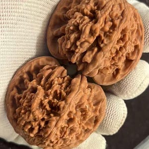 Puede incluir: Dos mitades de una nuez marrón, que muestran la superficie texturizada y detallada de la nuez. Las mitades se sostienen en un guante blanco, resaltando el color y la forma natural de la nuez. La imagen se centra en los detalles de la cáscara de la nuez.