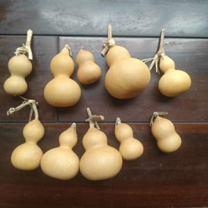 May include: A selection of dried gourds in different sizes and forms, displayed on a dark wooden surface. Each gourd is a light tan colour and connected to a dried stem. The gourds range from small, round shapes to larger, elongated forms.