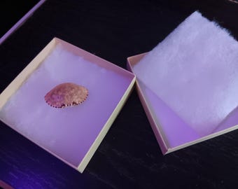 RARE Perfect Shedded Crab Shells