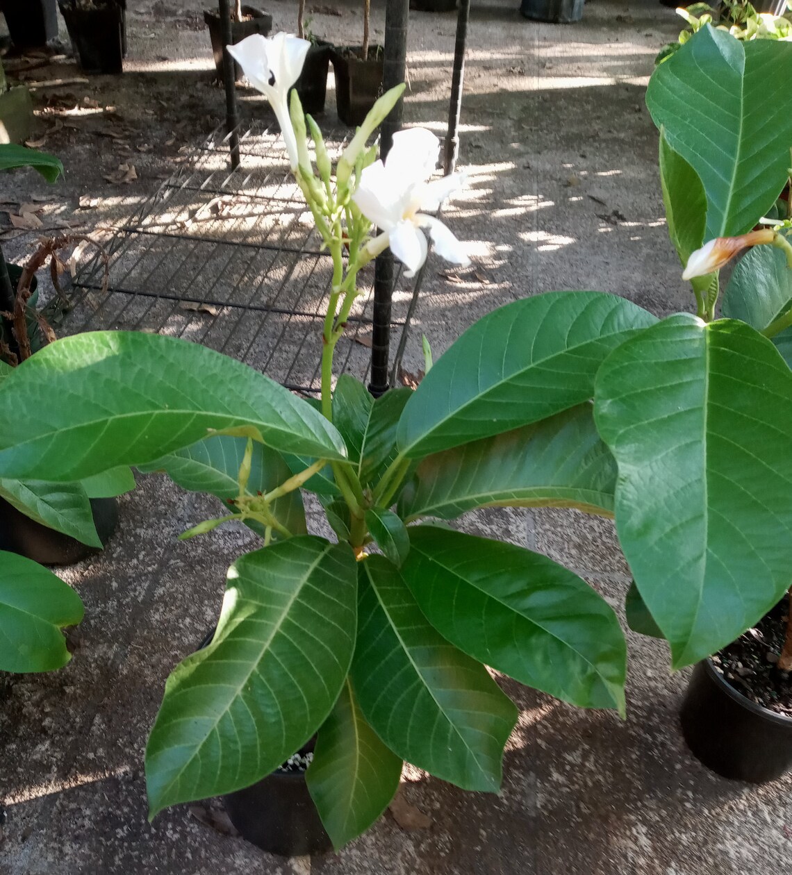 Rare Tropical Climbing Frangipani Chonemorpha penangensis Etsy