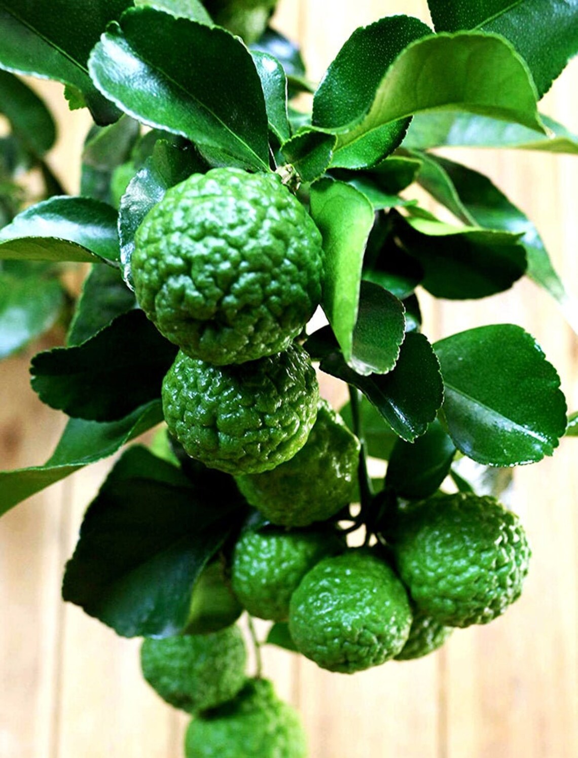 Kaffir Lime Tree Grafted Kaffir Lime Live Plant Citrus Etsy