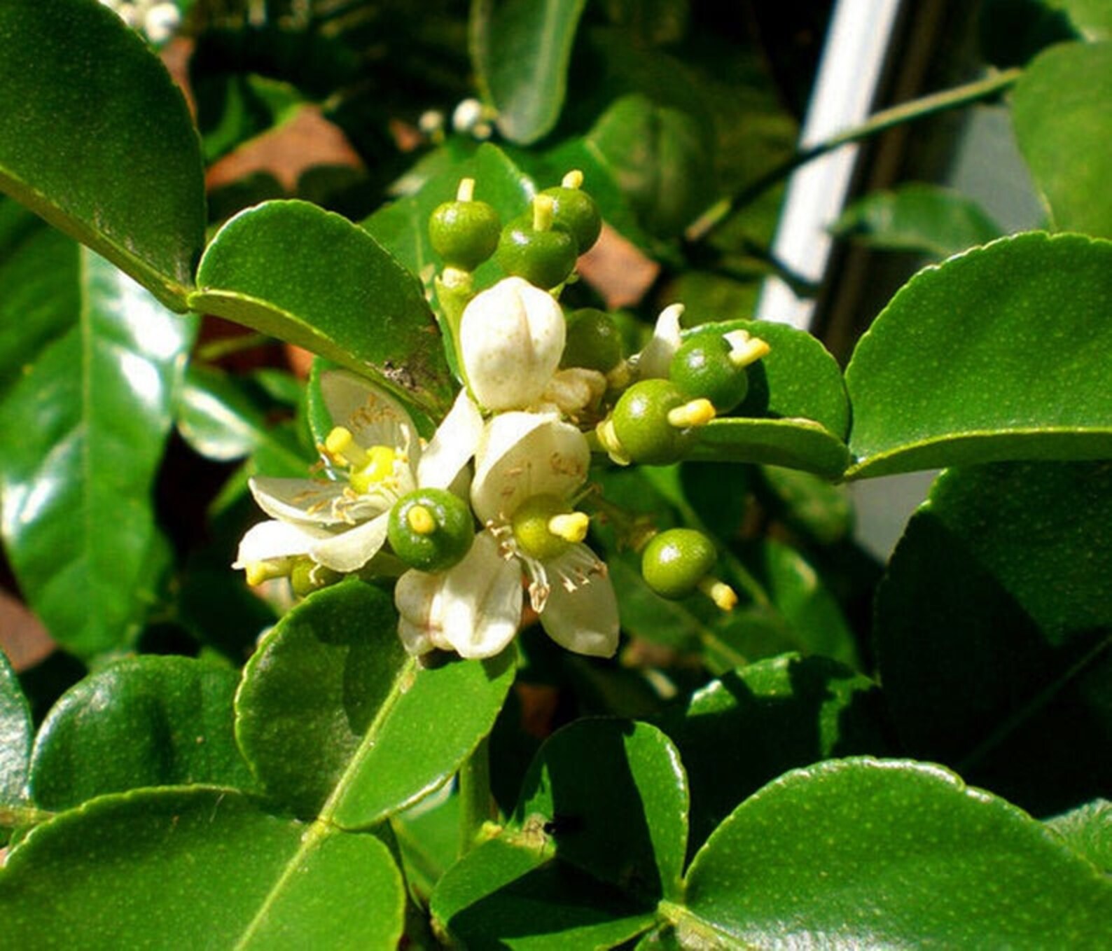 Kaffir Lime Tree Grafted Kaffir Lime Live Plant Citrus Etsy
