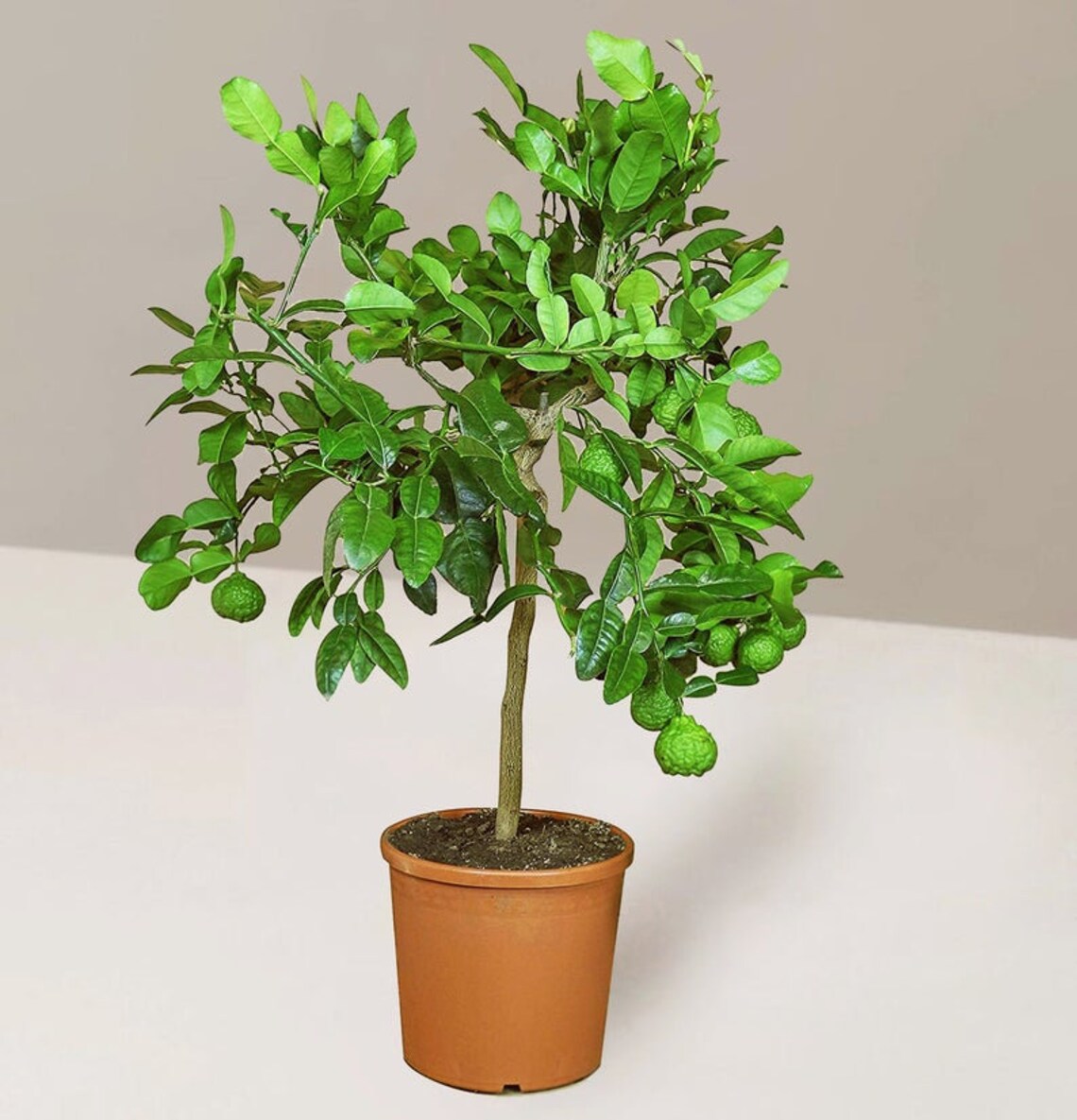 Kaffir Lime Tree Grafted Kaffir Lime Live Plant Citrus Etsy