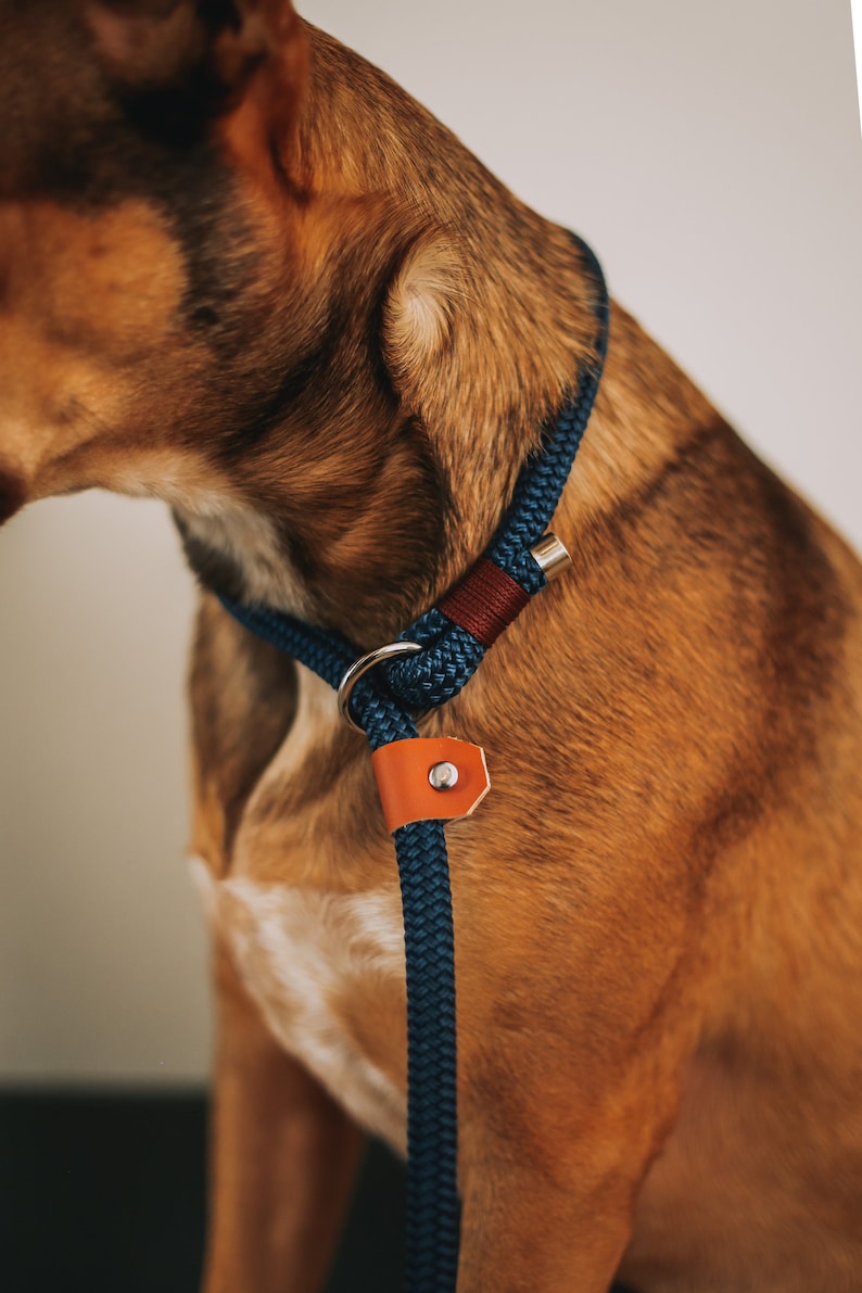 May include: A close-up of a dog wearing a blue rope collar and leash. The collar features a brown leather accent and a silver metal clasp. The dog's fur is brown and tan.